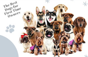 Best Dog Breeds for First-Time Owners
